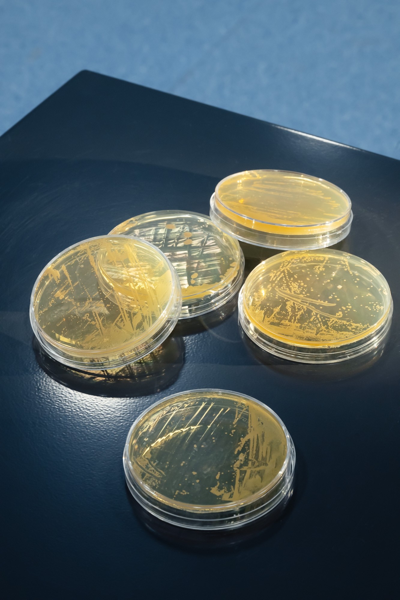 C3 Biotech