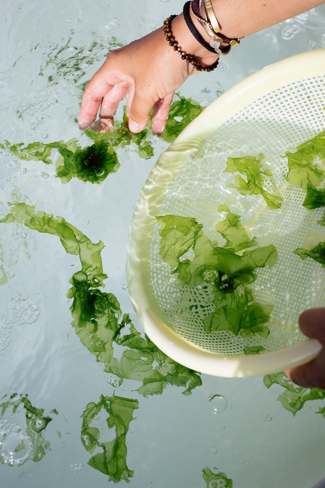 There are various containers with liquids and algae on a shelf in the laboratory